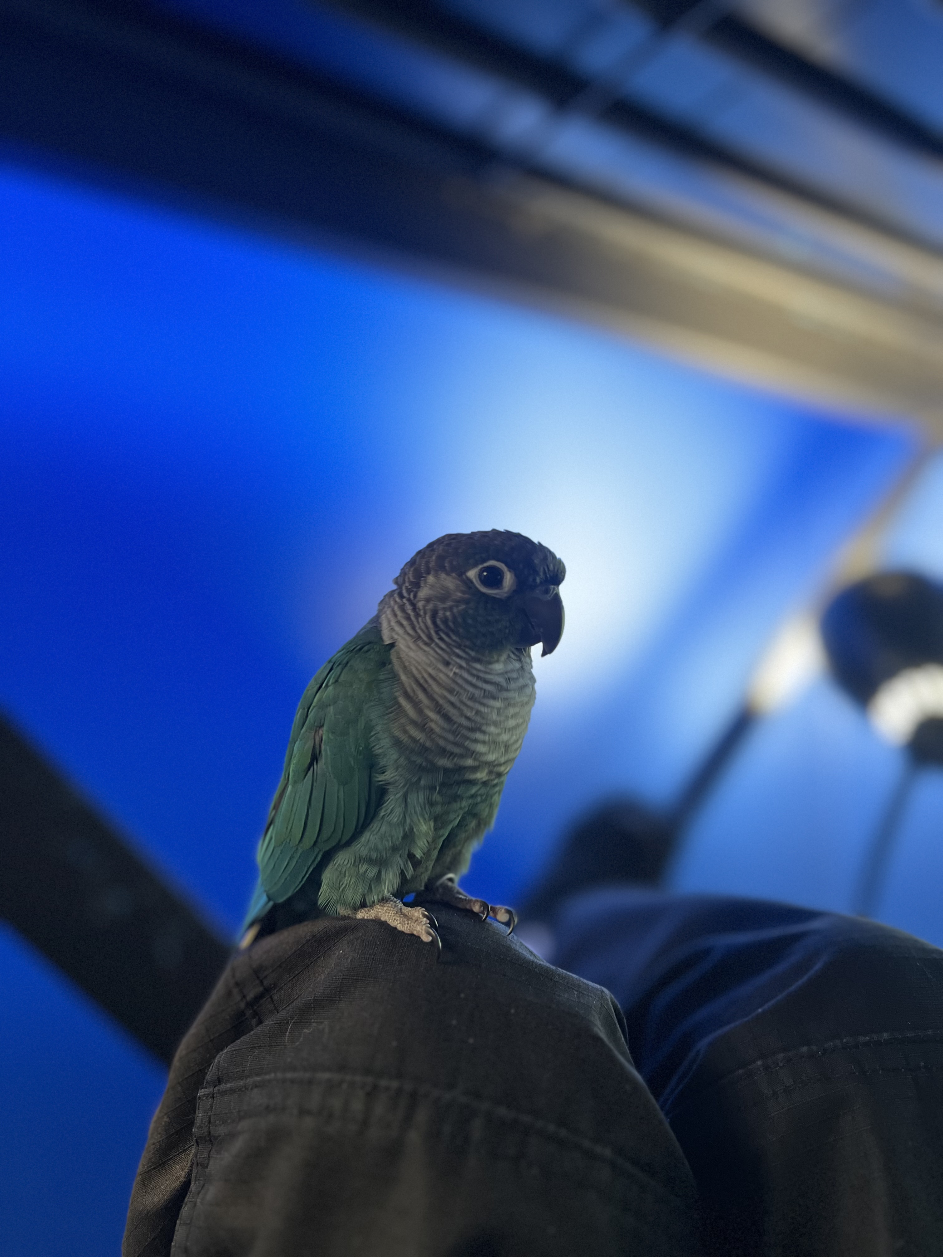 Turqoise Green Cheek Conure